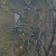Mourning Dove
