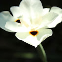 Wild Iris