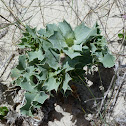 Sea holly (Cardo marítimo)