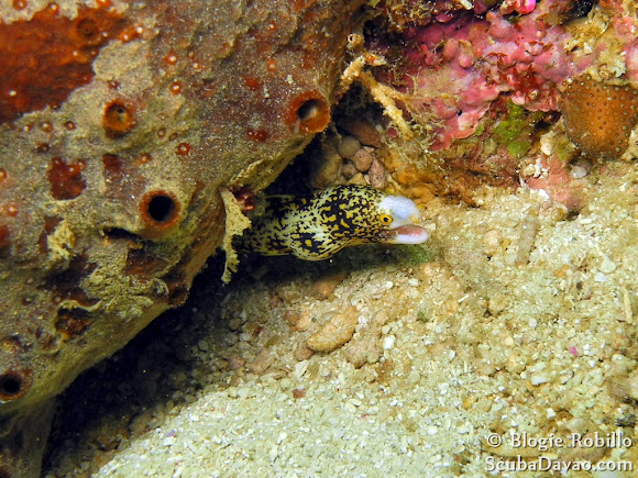 Spotting Image 1