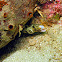 Snowflake Eel