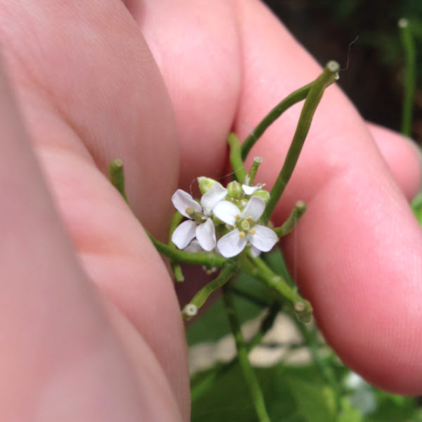 Wild garlic mustard Project Noah