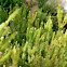 Drunkards Dream Cactus