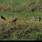 Red-wattled Lapwing