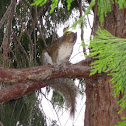 Gray squirrel