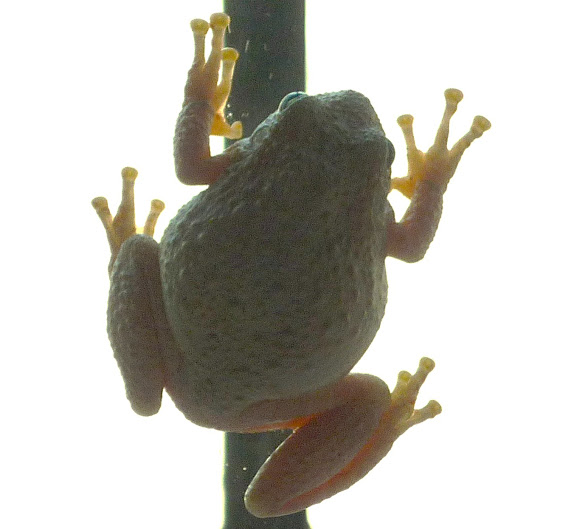 Spotting Image 1
