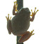frog