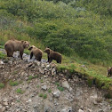 Brown Bear