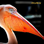 Pelican
