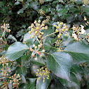 English Ivy