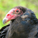 Turkey Vulture