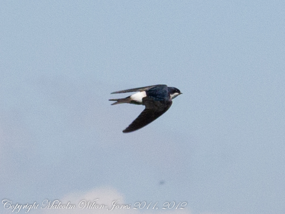 Spotting Image 1