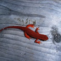 Red-spotted Newt