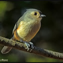 Tufted Titmouse