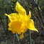 Narcissus