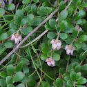 Bearberry