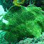 Giant Frogfish