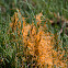 Salt Marsh Dodder