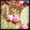 Prickly Pear
