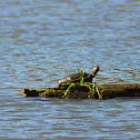 Western Pond Turtle