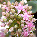 Sedum sieboldii