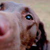 Chocolate Lab Love