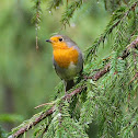 European Robin