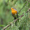 European Robin