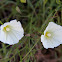 San Diego Morning Glory