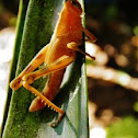 Grass hopper
