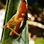 Grass hopper