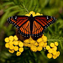 Viceroy