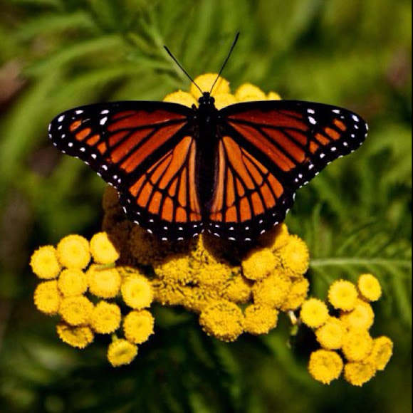 Spotting Image 1