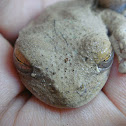 Tree Frog