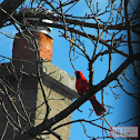 Northen Cardinal
