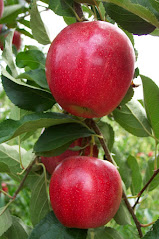 Myra Red Fuji Apple Tree