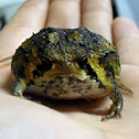 Rain Frog