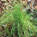 Wild Onion
