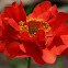 Chilean Avens