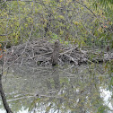 Beaver Dam