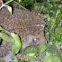 Hedgehog