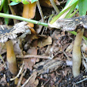 Scaly cap