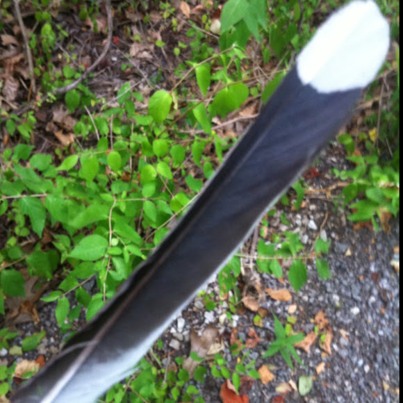 Spotting Image 1
