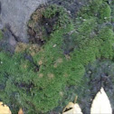 green moss