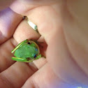 Green tree frog