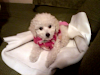 Vendo Hermosa Perrita Poddle Con Sus Accesorios