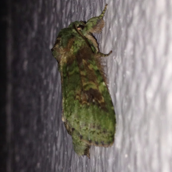 Spotting Image 1