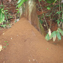 Leaf-Cutter Ant Waste Mound