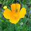 Gafanhoto (California Poppy )