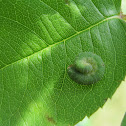 Caterpiller